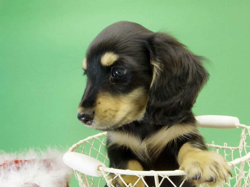 カニンヘンダックス　子犬　ブラック＆クリーム男の子