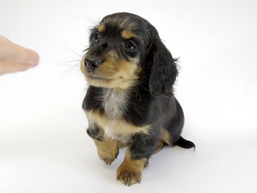 カニンヘン ダックスフンド 子犬 シルバーダップル男の子 カニンヘン ダックスフンド 子犬 シルバーダップル男の子