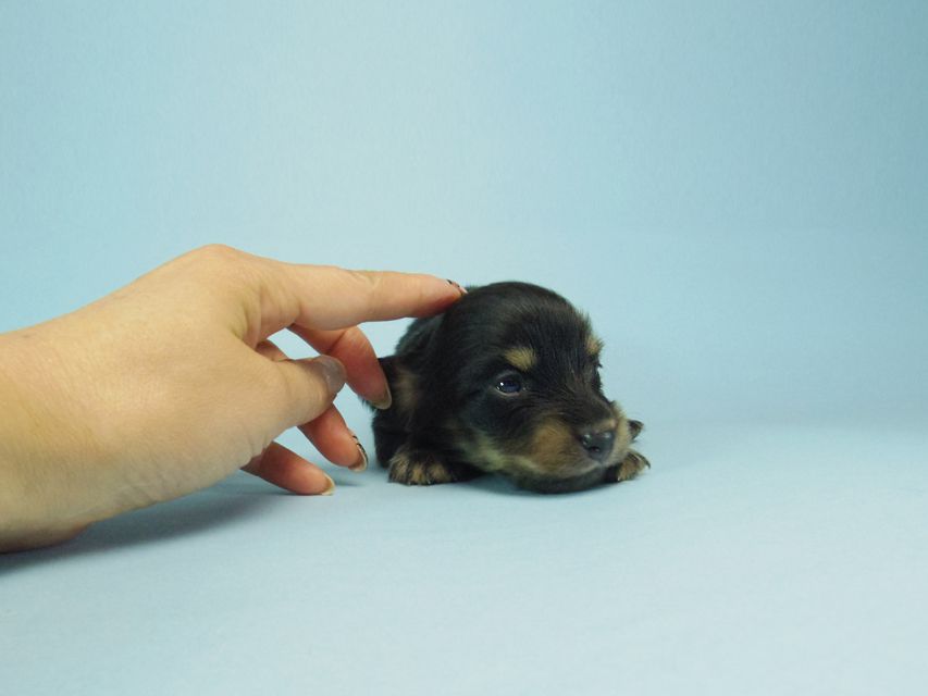 ダックスフンド カニンヘン 黒豆 & アサヒの赤ちゃん  ブラクリ男の子