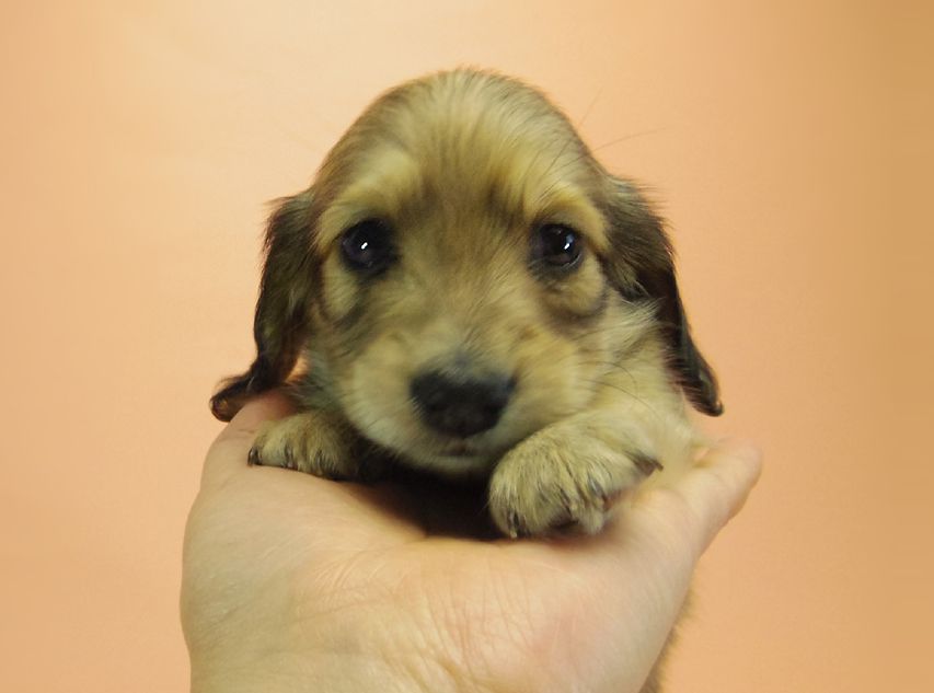 ダックスフンド カニンヘン グリム & オスカルの赤ちゃん