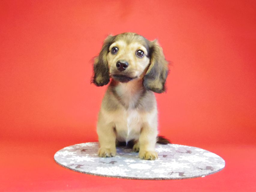 ダックスフンド ベルサス＆オスカルの赤ちゃん シェーデットクリーム女の子