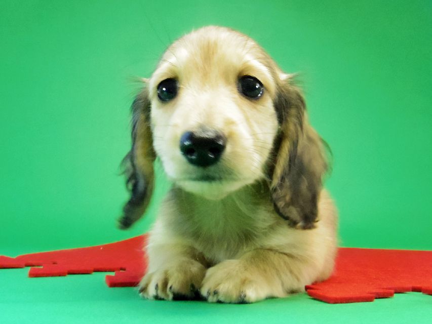 ダックスフンド カニンヘン グリム & オスカルの赤ちゃん