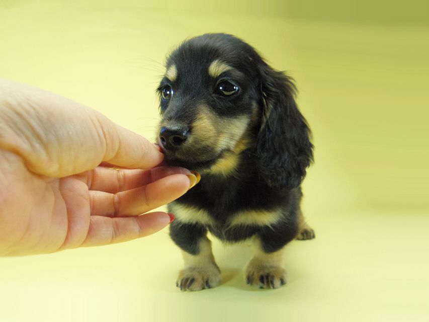 カニンヘン ダックスフンド ソルト & MONKEY D. LUFFYの子犬 11/21生まれ ブラッククリーム 男の子