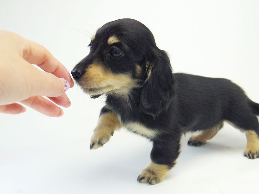 ダックスフンド カニンヘン 楓 & オスカルの子犬 ブラッククリーム 女の子②074 ダックスフンド カニンヘン 楓 & オスカルの子犬 ブラッククリーム 女の子②
