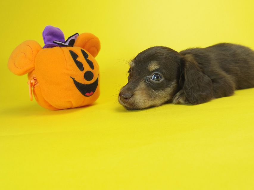 ダックスフンド ピノ & アレックスの赤ちゃん チョコタン 男の子
