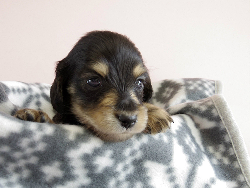 カニヘン　子犬　ブラクリ　男の子