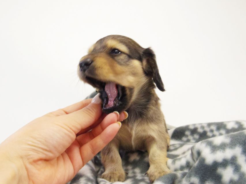 カニンヘン ダックスフンド ベルサス & オスカルの赤ちゃん シェーデットクリーム 女の子