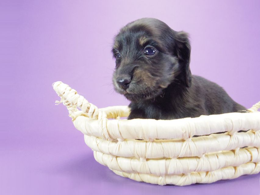 カニンヘン ダックスフンド グリム & オスカルの赤ちゃん ブラタン 男の子