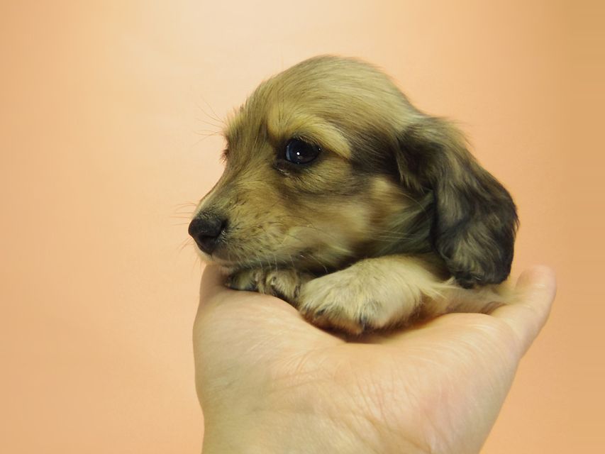 ダックスフンド カニンヘン グリム & オスカルの赤ちゃん