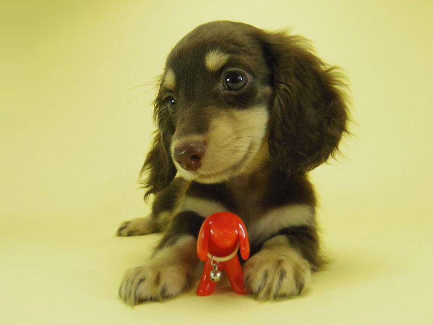 ダックスフンド 黒豆 & アサヒの子犬 チョコクリ 女の子