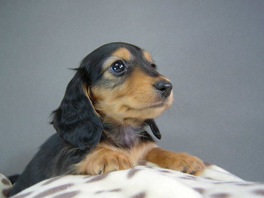 カニヘン　子犬　ブラタン女の子