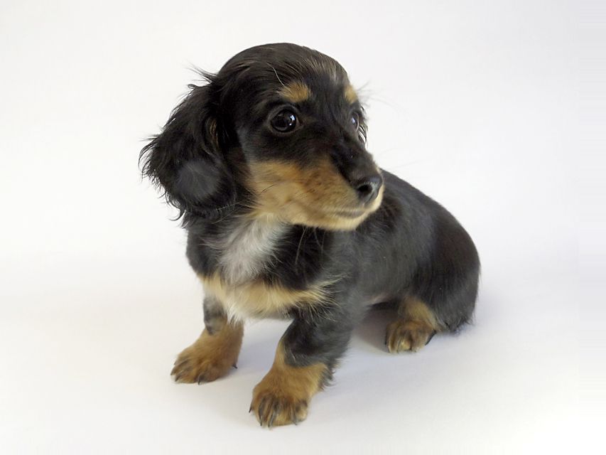 カニンヘン ダックスフンド 子犬 シルバーダップル男の子 カニンヘン ダックスフンド 子犬 シルバーダップル男の子