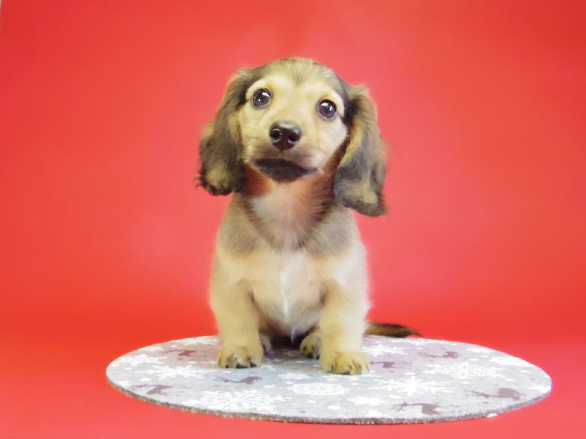 ダックスフンド ベルサス＆オスカルの赤ちゃん シェーデットクリーム女の子