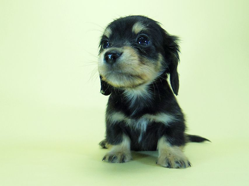ダックスフンド?カニンヘン?SHELLY.miの子犬 ブラッククリーム 男の子