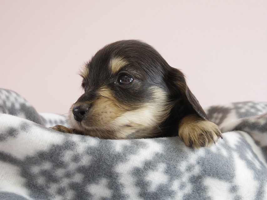 カニヘン　子犬　ブラクリ　男の子
