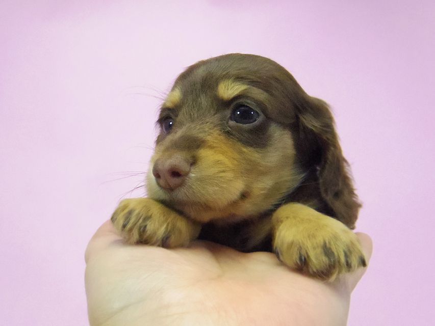 ダックスフンド ルル.hb & セブンの子犬 チョコタン 女の子