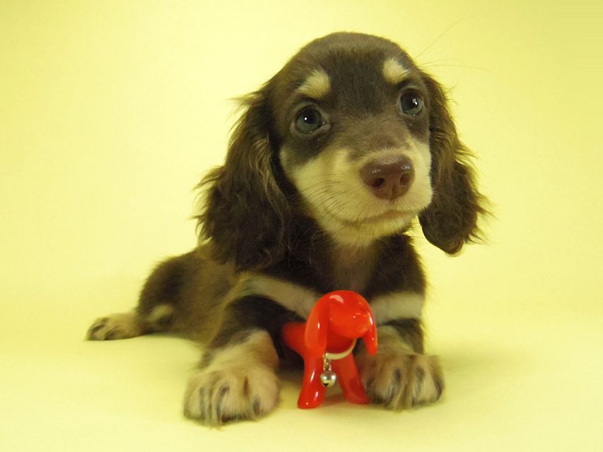 ダックスフンド 黒豆 & アサヒの子犬 チョコクリ 女の子