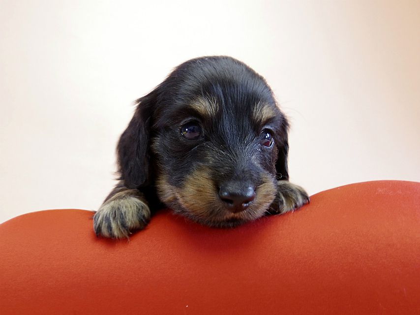ユジンとジムの子 ブラック＆クリーム男の子