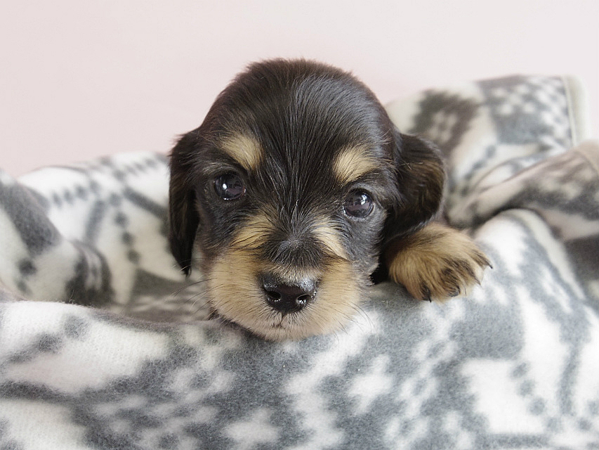 カニヘン　子犬　ブラクリ　男の子