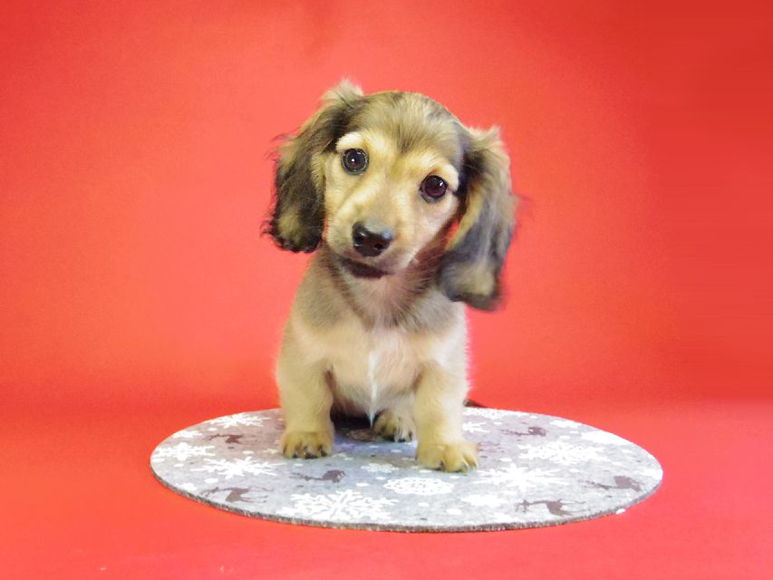 ダックスフンド ベルサス＆オスカルの赤ちゃん シェーデットクリーム女の子