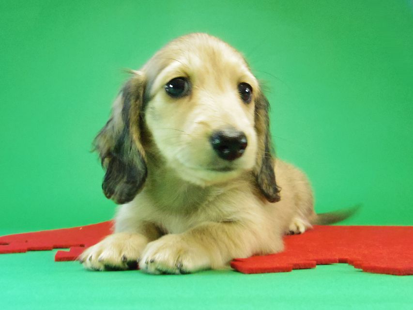 ダックスフンド カニンヘン グリム & オスカルの赤ちゃん