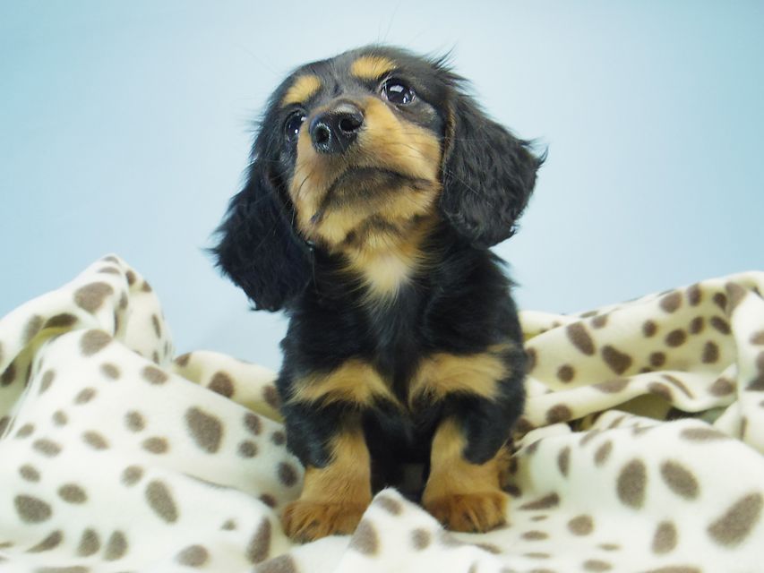 カニンヘン ダックスフンド小夏.ib & ジムダンディの赤ちゃん ブラックタン 男の子077 カニンヘン ダックスフンド小夏.ib & ジムダンディの赤ちゃん ブラックタン 男の子