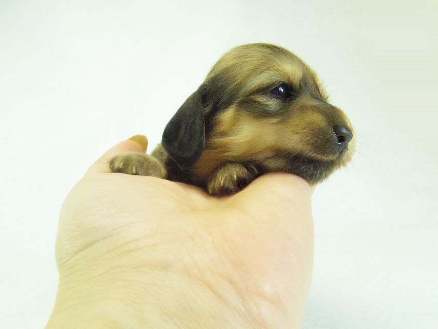 ダックスフンド アンジュ & ジムダンディーの子犬 シェーデットクリーム 女の子②077 ダックスフンド アンジュ & ジムダンディーの子犬 シェーデットクリーム 女の子②