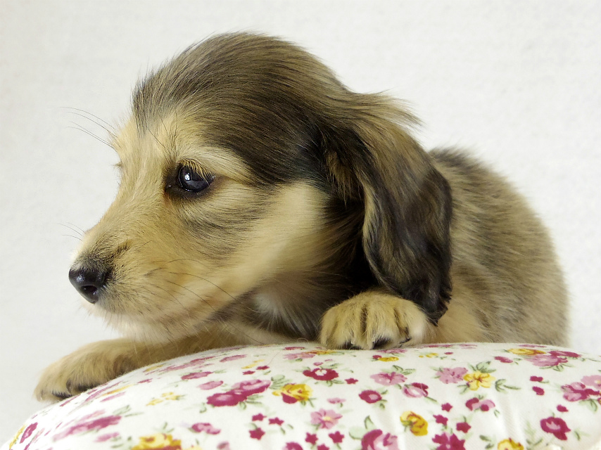 カニヘンダックス シェーデットクリーム男の子 カニヘンダックス シェーデットクリーム男の子