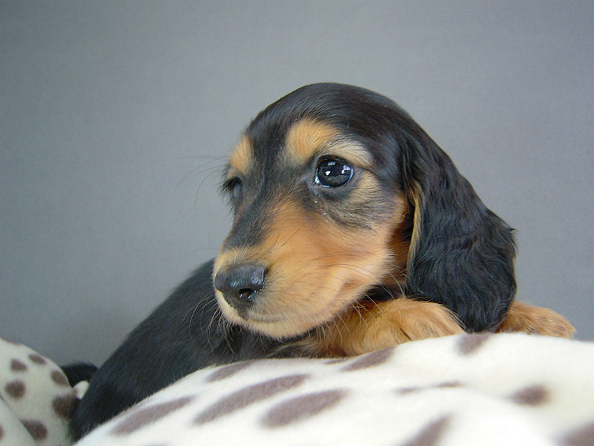 カニヘン　子犬　ブラタン女の子