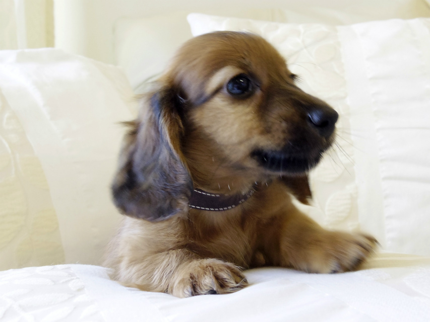 カニンヘン ダックスフンド シェーデットレット 男の子 カニンヘン ダックスフンド シェーデットレット 男の子