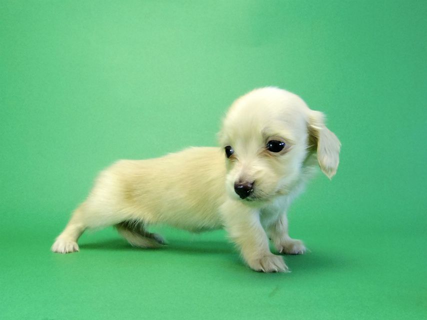 カニヘンダックス　子犬　ブラッククリーム男の子