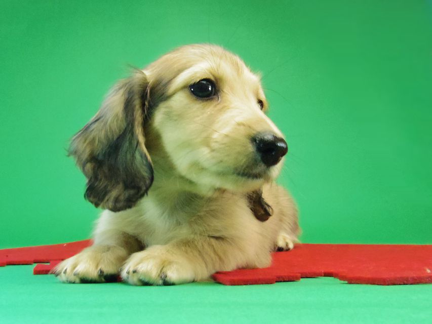 ダックスフンド カニンヘン グリム & オスカルの赤ちゃん