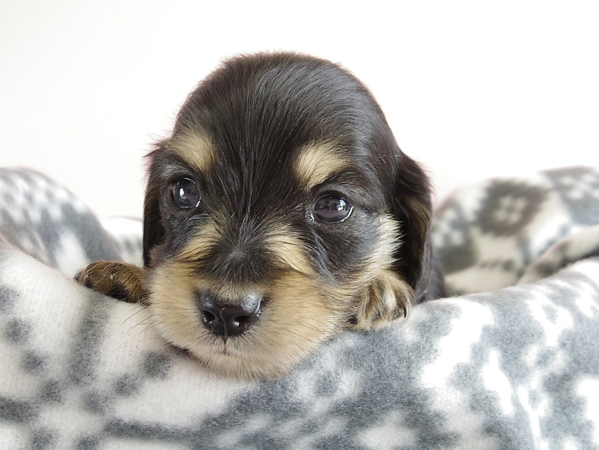 カニヘン　子犬　ブラクリ　男の子