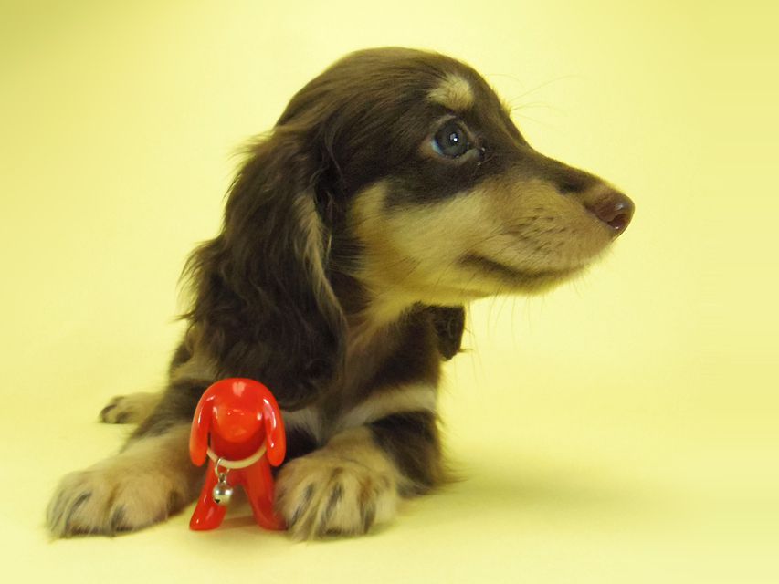 ダックスフンド 黒豆 & アサヒの子犬 チョコクリ 女の子