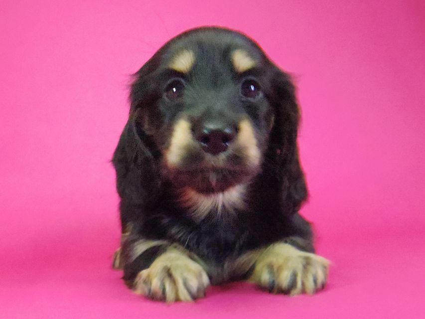 ダックスフンド わかば & 武蔵の子犬 ブラッククリーム 女の子