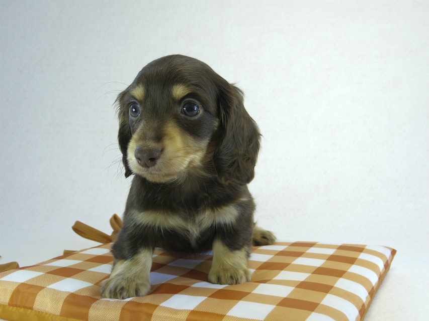 カニヘン　子犬　チョコクリ女の子