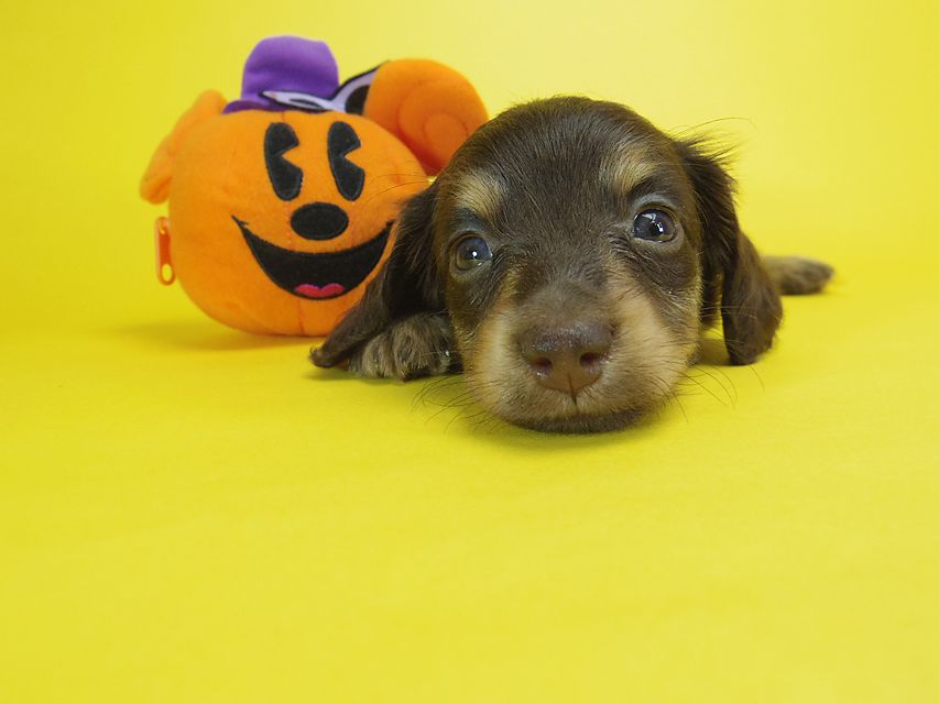 ダックスフンド ピノ & アレックスの赤ちゃん チョコタン 男の子