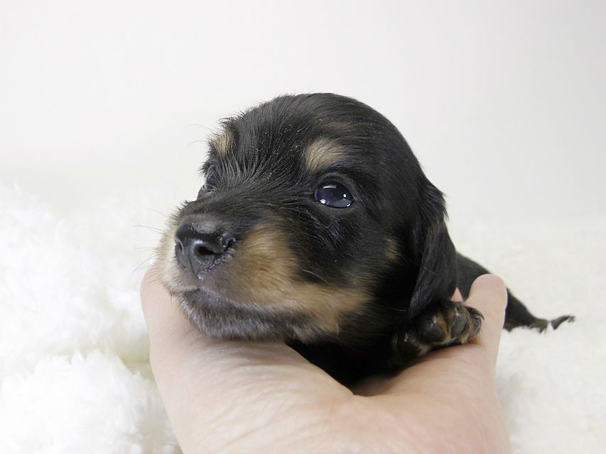 カニンヘン ダックスフンド 子犬 ブラック&タン 男の子