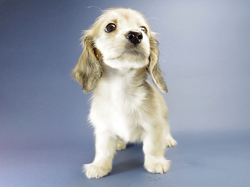 カニンヘン ダックスフンド マンドレ & オスカルの赤ちゃん シェーデットクリーム 男の子2