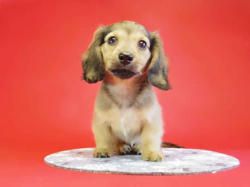 ダックスフンド ベルサス＆オスカルの赤ちゃん シェーデットクリーム女の子