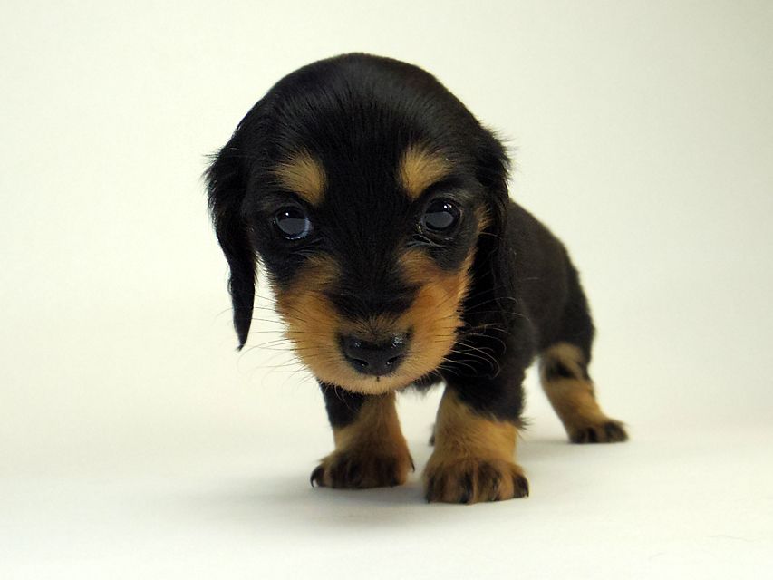 カニンヘン ダックスフンド すもも.ky & オスカルの赤ちゃん