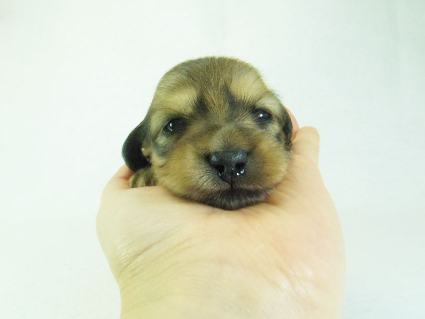 ダックスフンド アンジュ & ジムダンディーの子犬 シェーデットクリーム 女の子②079 ダックスフンド アンジュ & ジムダンディーの子犬 シェーデットクリーム 女の子②