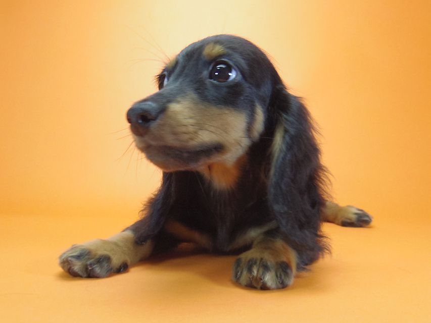 ダックスフンド ルヒィ & ジムダンディの子犬 ブラタン 男の子079 ダックスフンド ルヒィ & ジムダンディの子犬 ブラタン 男の子