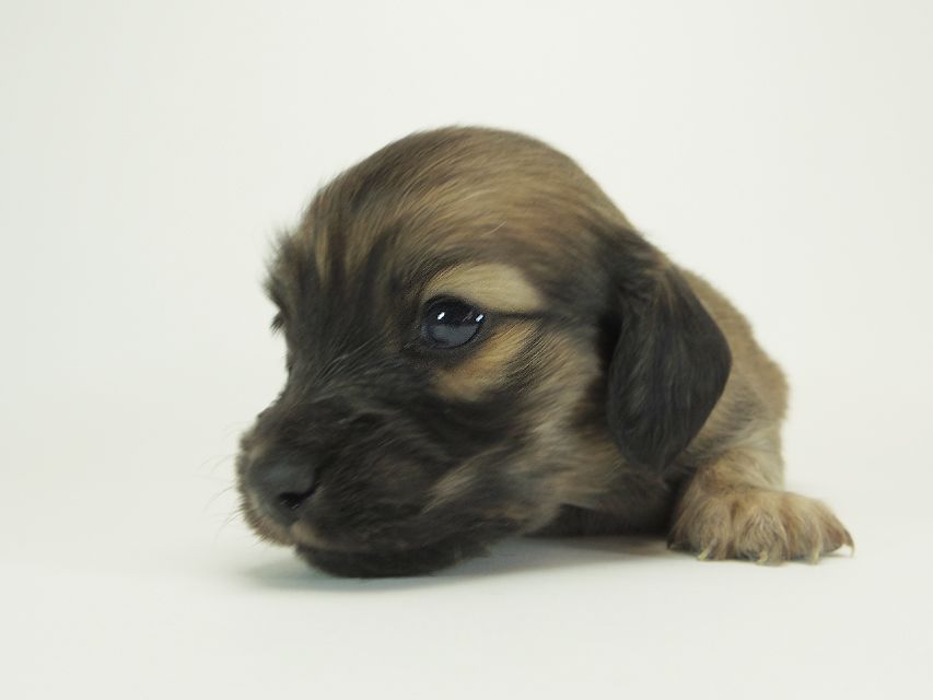 ダックスフンド カニンヘン シャーロット.cs & ジムダンディの子犬 シェーデットクリーム 男の子 お写真初登場9 ダックスフンド カニンヘン シャーロット.cs & ジムダンディの子犬 シェーデットクリーム 男の子 お写真初登場