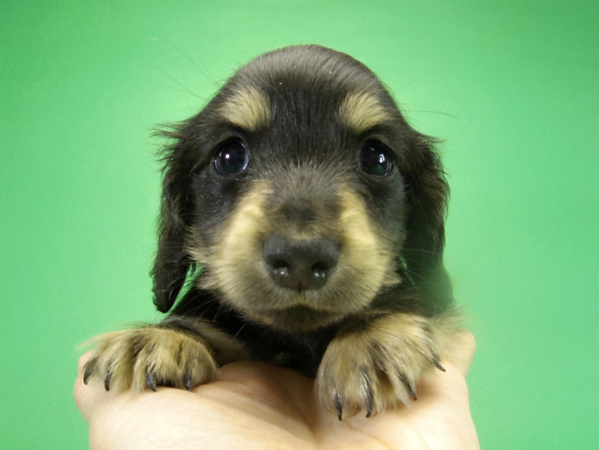 カニヘンダックス　子犬　ブラッククリーム　男の子