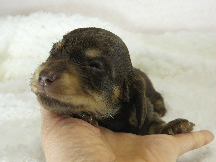 カニヘン 子犬 チョコクリ女の子 カニヘン 子犬 チョコクリ女の子