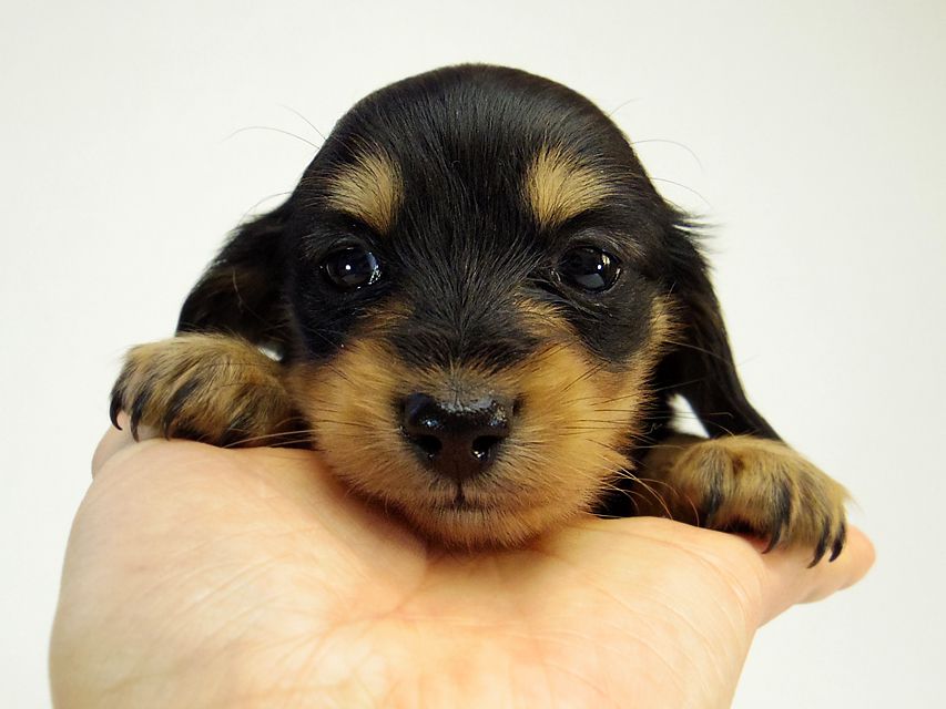 カニンヘン ダックスフンド すもも.ky & オスカルの赤ちゃん