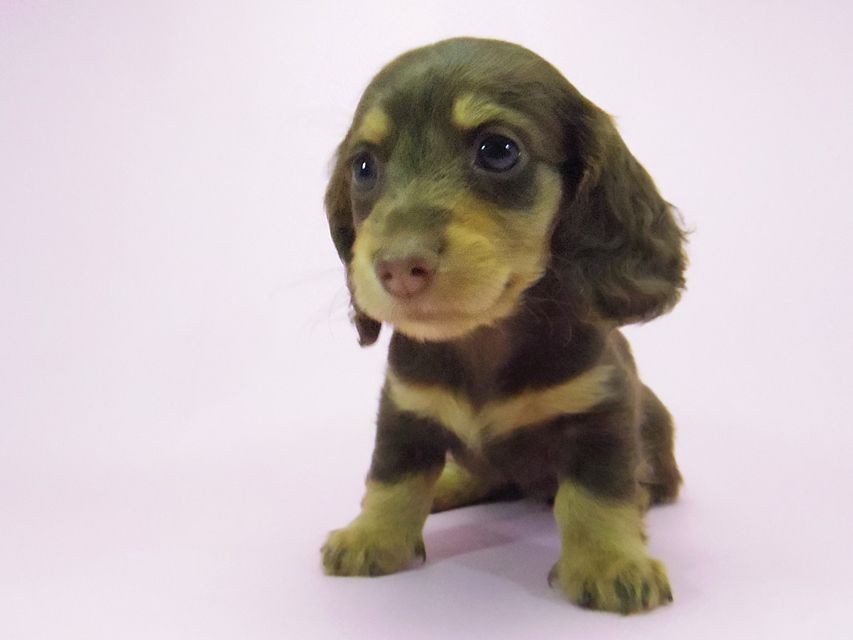 ダックスフンド ルル.hb & セブンの子犬 チョコタン 女の子