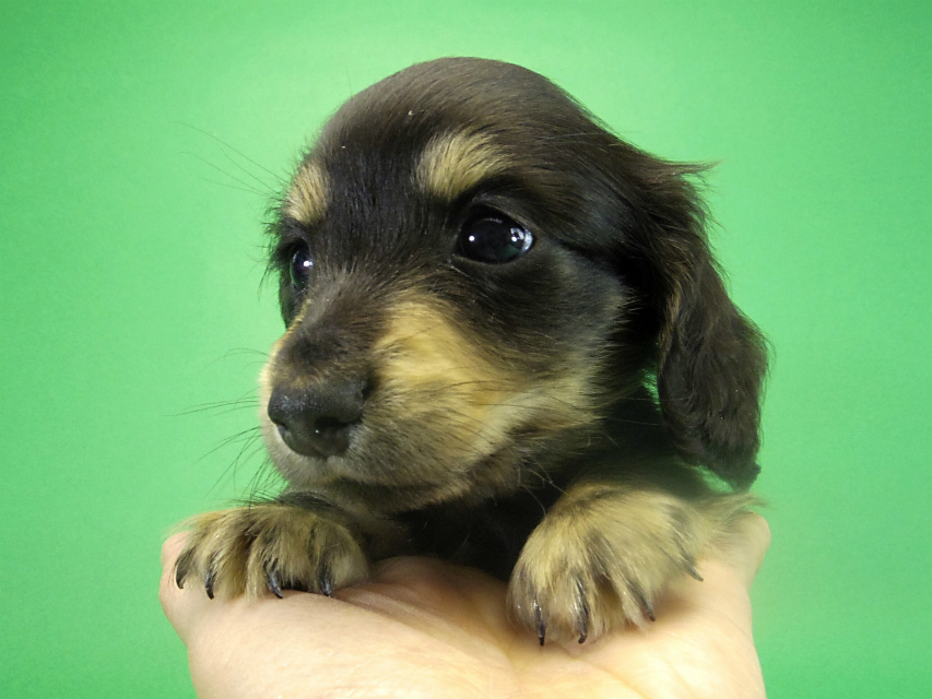 カニヘンダックス　子犬　ブラッククリーム　男の子