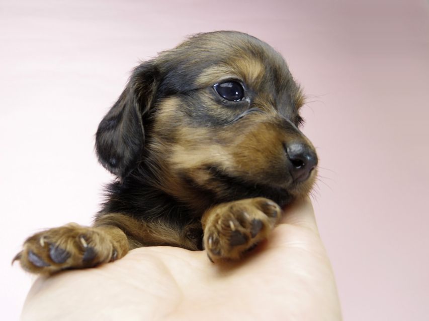 カニンヘン ダックスフンド 子犬 シェーデットレッド 女の子